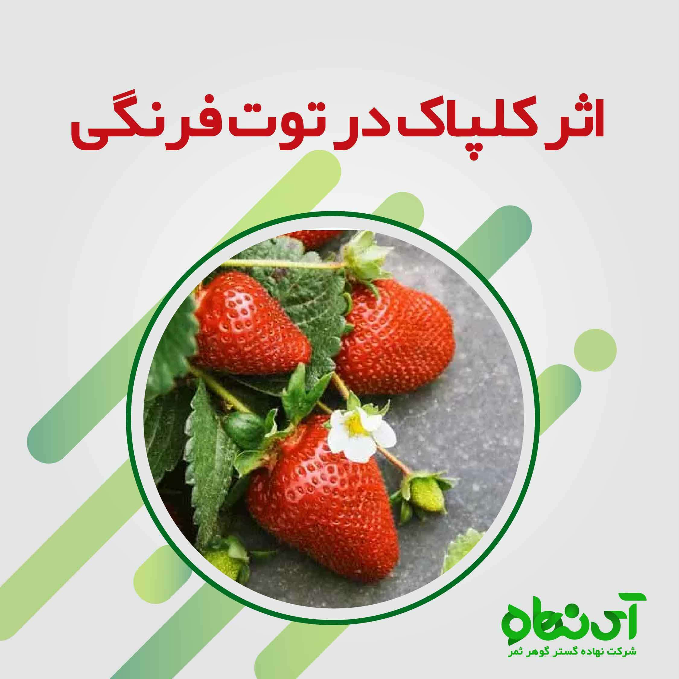 اثر کلپاک در توت فرنگی 